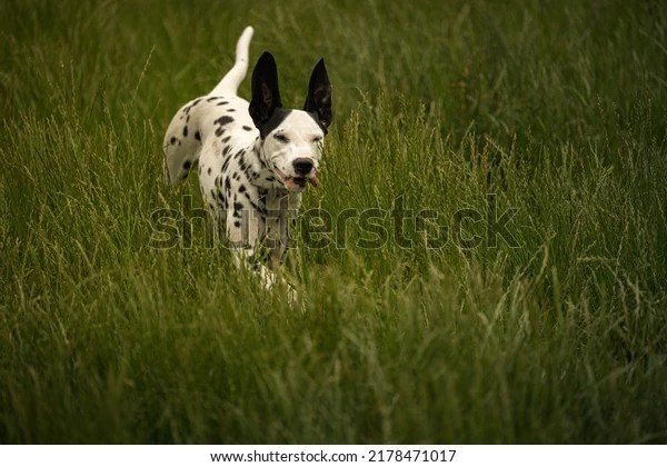 Essential Dalmation Puppy Care & Grooming for New Owners