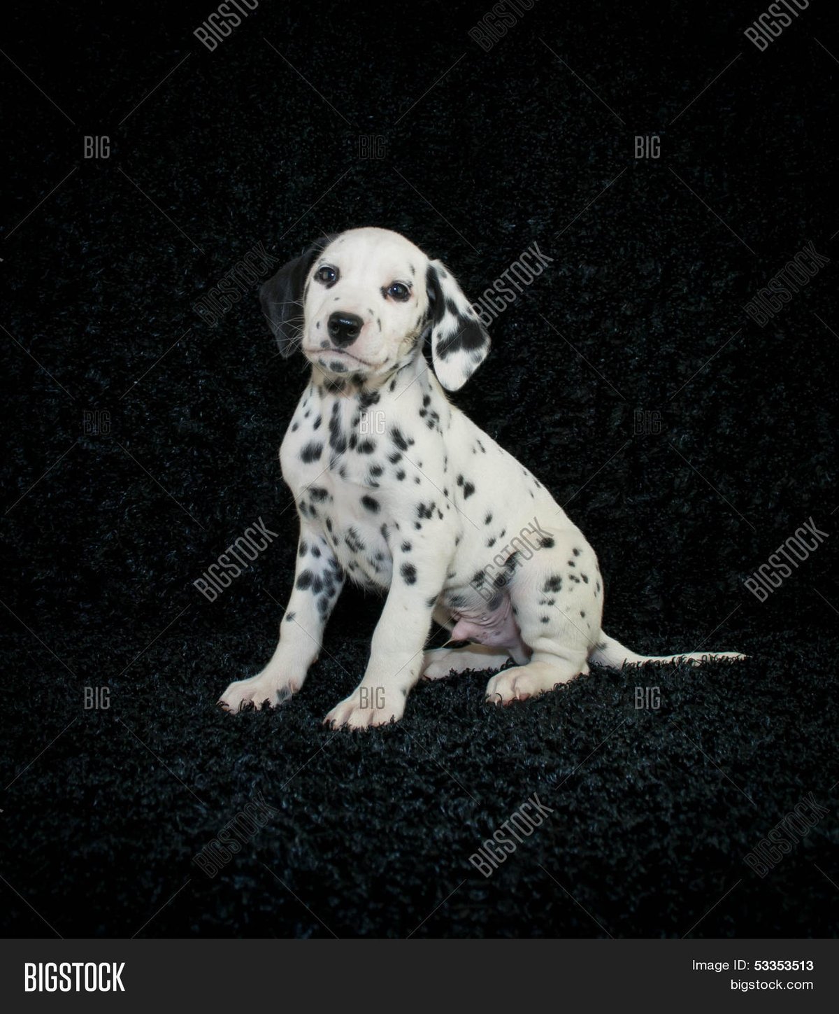 Dalmation Puppy Characteristics & Temperament Explained for Families