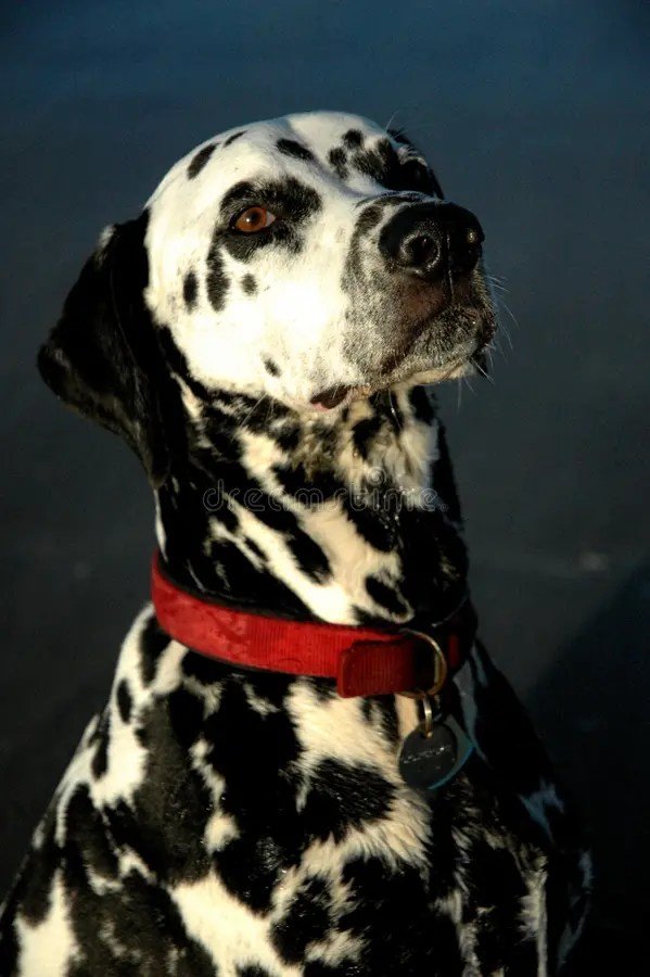 Dalmatian Puppy Health & Wellness Navigating Their Unique Needs