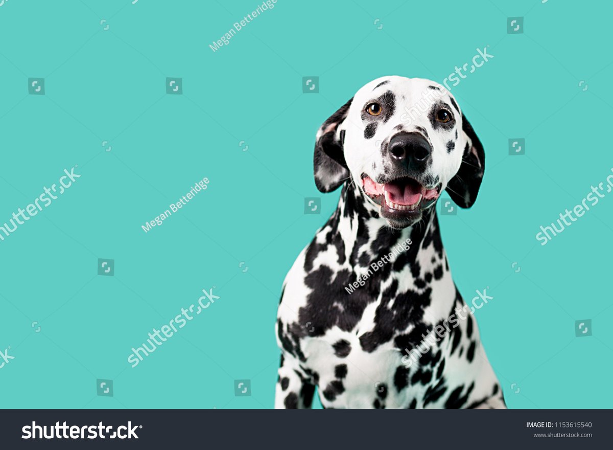 Training Your Dalmatian Puppy with Patience and Positive Reinforcement